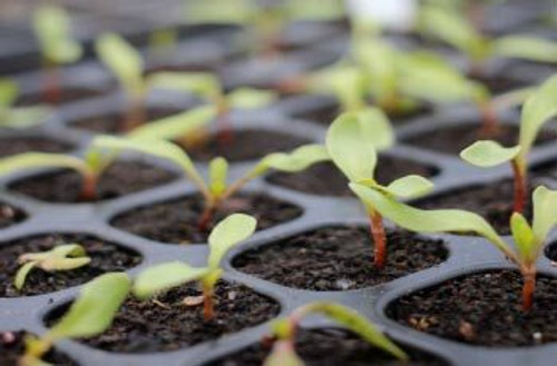 Seedling Tray close up