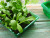 Visiroot Seed Tray 4 pack