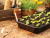 Rigid Seed Tray