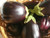 Black beauty heirloom variety of aubergine
