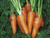 Wortelen Chantenay stump root variety of carrot