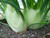 Romanesco variety of florence fennel