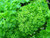 Bravour variety of curly leaf parsley
