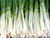 ishikura bunching variety of spring onions or scallions