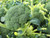 Belstar F1 is a high yelding variety of calabrese