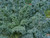 Winterbor is a hardy curly kale with blue green leaves