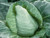 Growing Allegro variety of spring cabbage