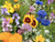 traditional cottage garden wildflower seed mix