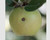 Caterpillar damage to apple