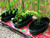 Growbag self watering pots