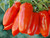 Plum Tomato 'San Marzano' seeds
