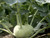 Kohl Rabi - Superschmelz cabbage seeds