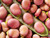 Broad Bean - Karmazyn seeds