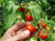 Early Bush Tomato - Maskotka seeds