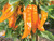 Sweet pepper coronor F1