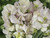 Sweet pea spencer old times