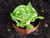 copper slug collar around a lettuce plant