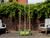 Pea and bean growbag with supports