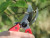 ARS Secateurs CB9