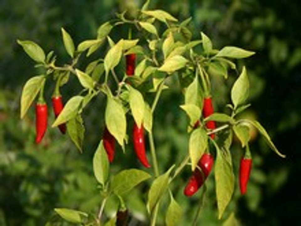 How to Grow Chilli Peppers