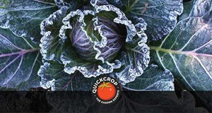 How Frost Affects Your Plants