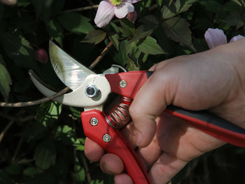 ARS Secateurs CB8 cutting a branch