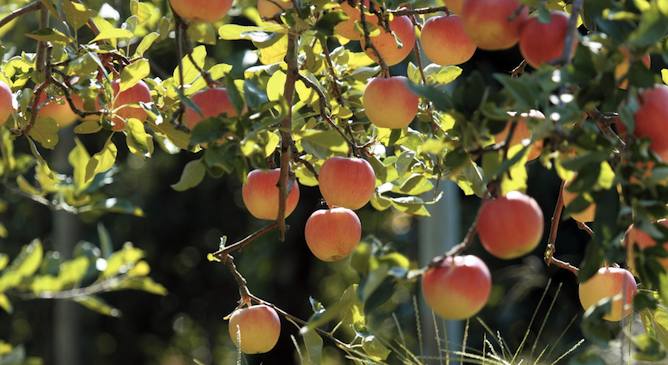 apples on a tree