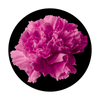 Apollo Pink Carnation - C2-0103