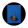Apollo D. Antonakos - Single Jellyfish - CSDS-8053