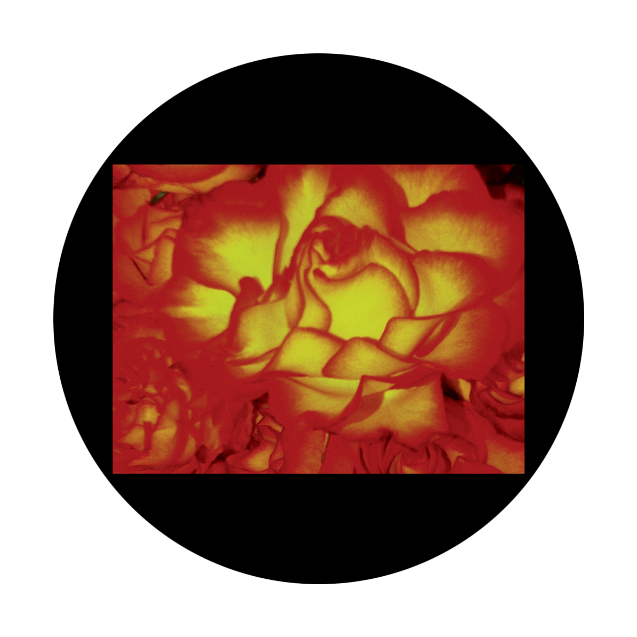 Apollo D. Antonakos - Roses Upclose - CSDS-8080