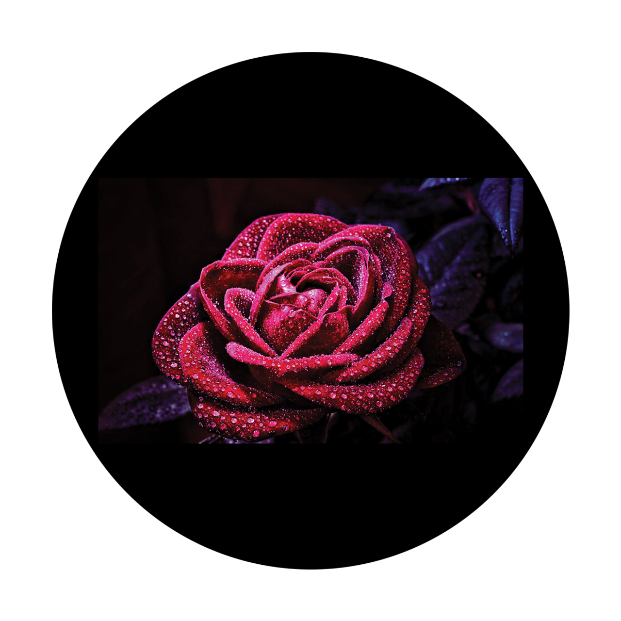 Apollo M. Delacruz - Michella Rose - CSDS-8093