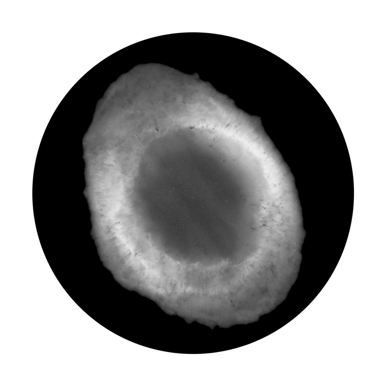 Apollo Space Nebula - SR-0100