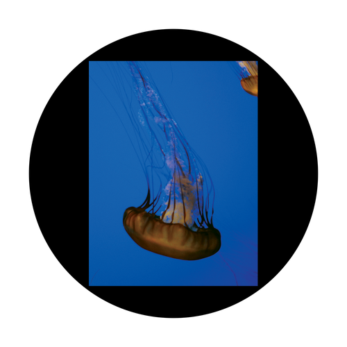 Apollo D. Antonakos - Single Jellyfish - CSDS-8053