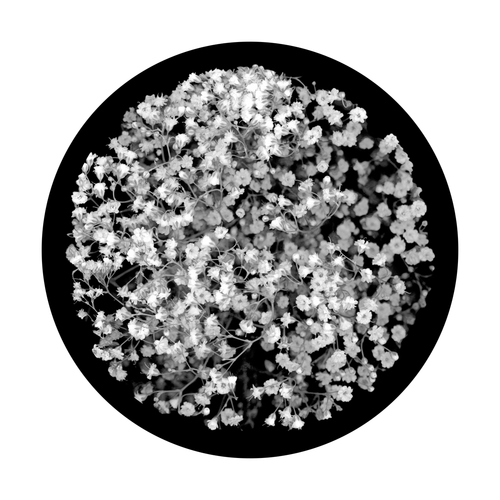 Apollo Baby's Breath Breakup - SR-0077