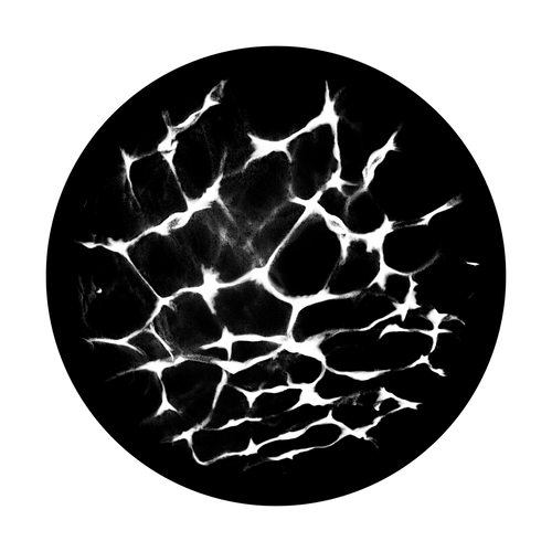 Apollo Cell Biology - SR-1060