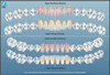 Dental Anatomy Reference Guide