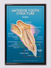 Anterior Tooth Internal Structure Poster