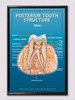 Posterior Tooth Internal Structure Poster