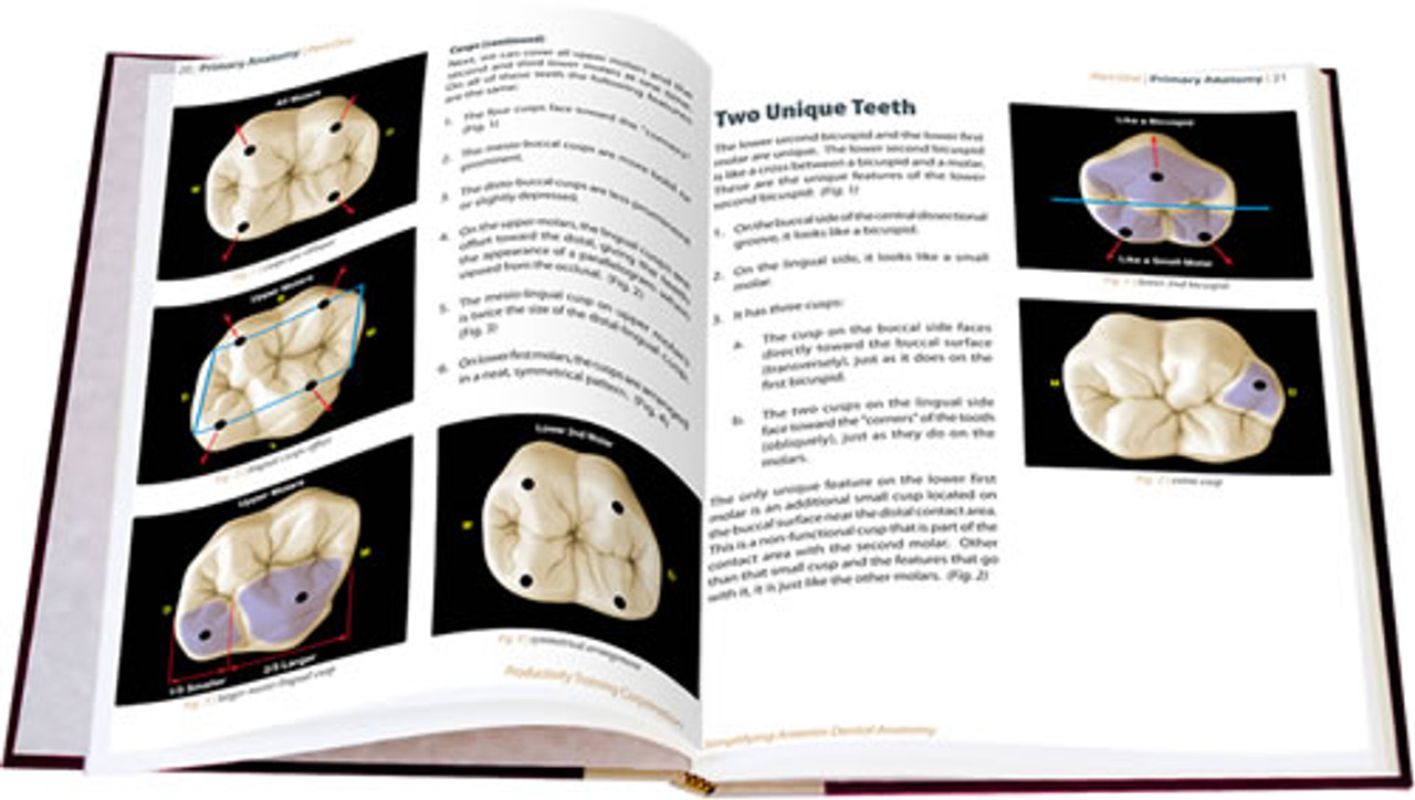 Simplifying Posterior Dental Anatomy TechBook
