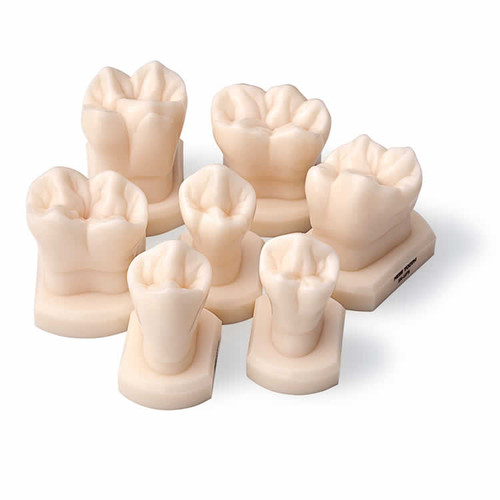 Posterior Ness Teeth (Set of 7) - Blue Dolphin Products