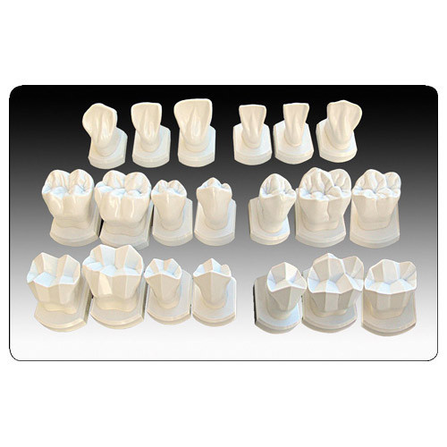 Training - Tooth Models - Blue Dolphin Products