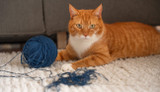 Prévenir les problèmes bucco-dentaires chez les chats 