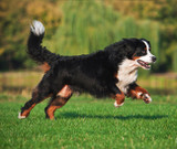 Santé des articulations chez les chiens : un guide complet