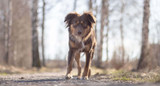 Votre Chien a-t-il la Peau Qui Démange ?
