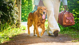 Longévité et santé dentaire : Comment aider votre chien à vivre plus longtemps et en meilleure santé  