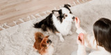 Petit guide sur la santé digestive des animaux de compagnie