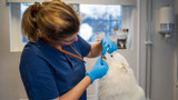 Votre chien sent mauvais de la bouche ?