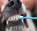 Un guide complet pour bien réussir à brosser les dents de votre chien