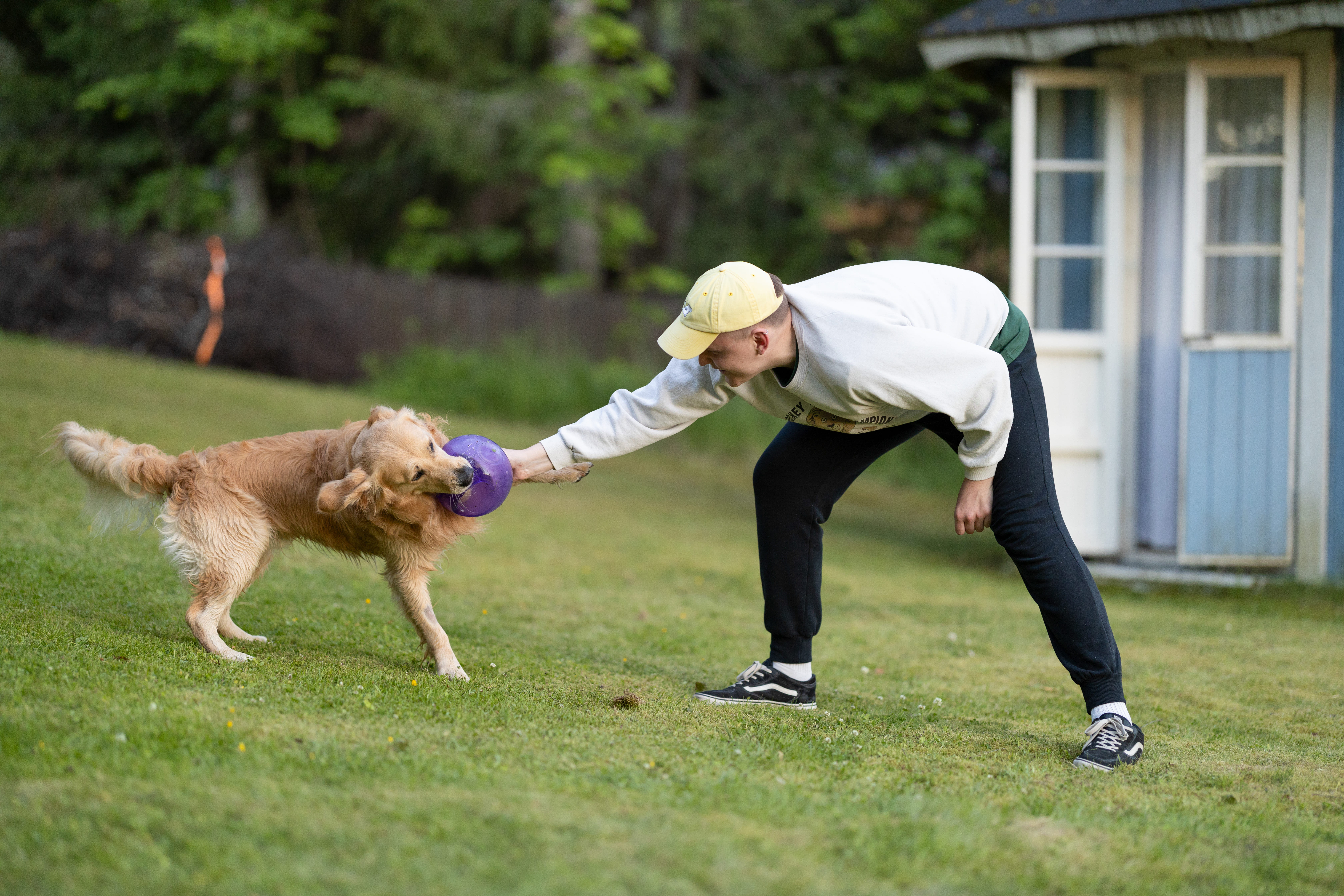 Un homme joue dehors avec son chien golden retriever en tirant sur un jouet violet dans un jardin.