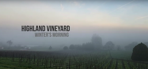 Foggy morning at Highland Vineyard